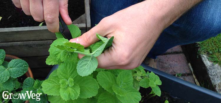 Harvesting mint