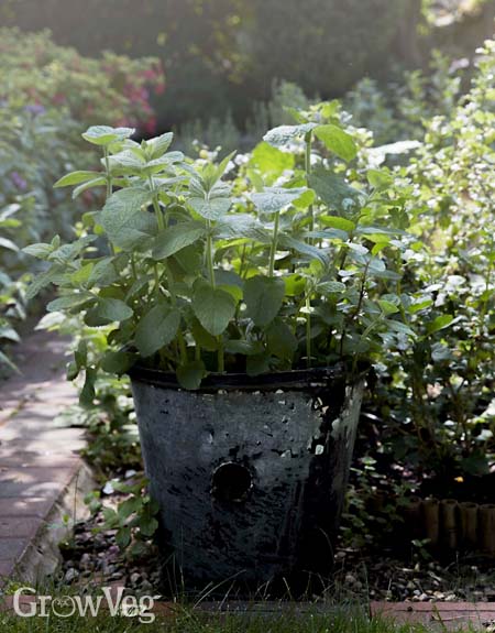 Mint in the shade