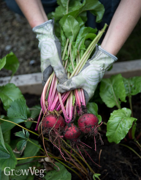 Beets