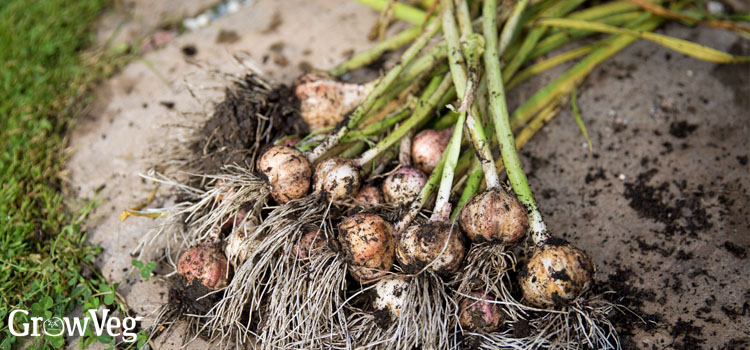 Garlic