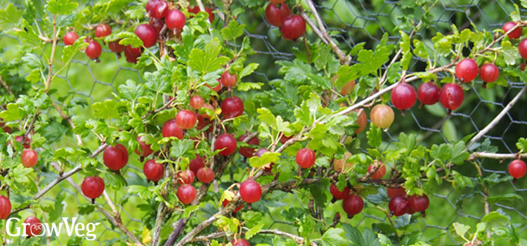 Gooseberries