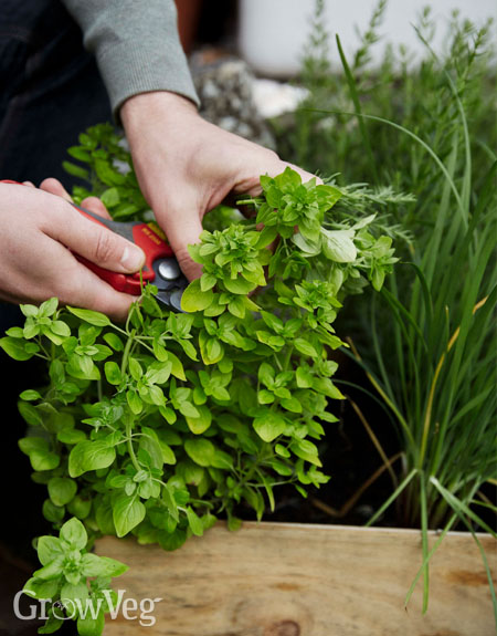 Harvesting oregano