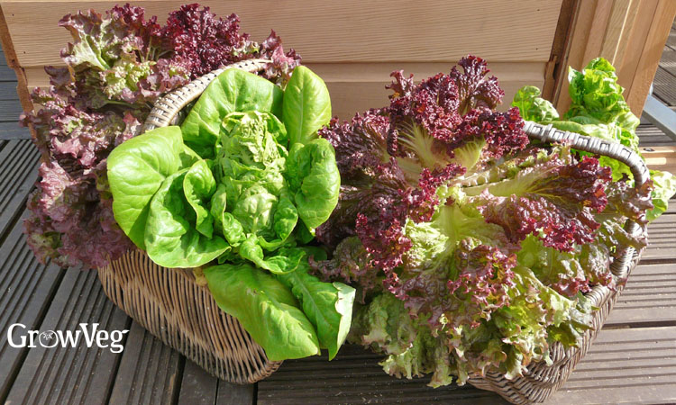 Lettuce