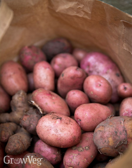 Potatoes