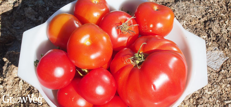 Tomatoes