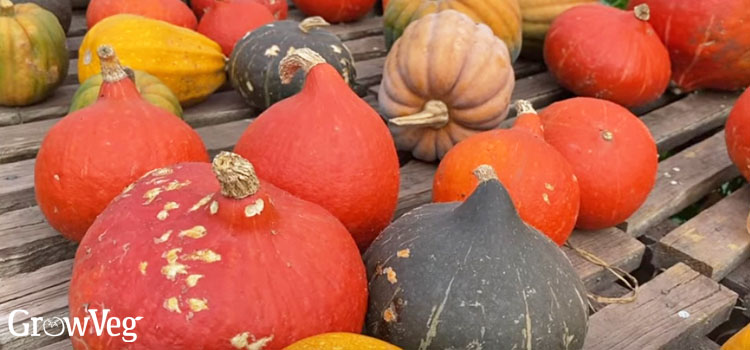 Winter squash
