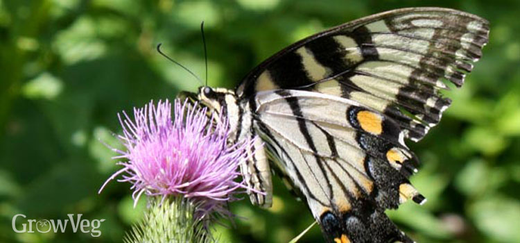 Swallowtail butterfly on a thistle