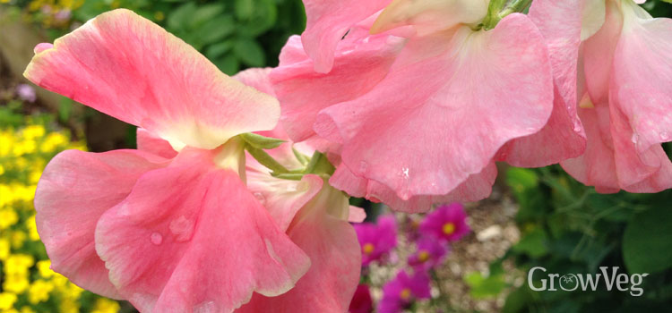 https://gardenplannerwebsites.azureedge.net/blog/sweet-pea-flowers-2x.jpg