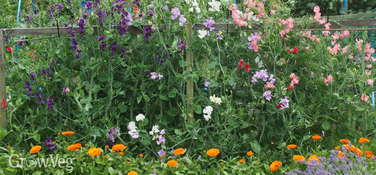 Sweet peas, marigolds and lavender growing in an allotment 