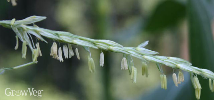 Sweet corn anthers