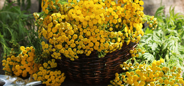 Harvested tansy flowers