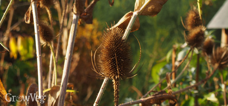 Teasel makes an excellent bird-attracting plant