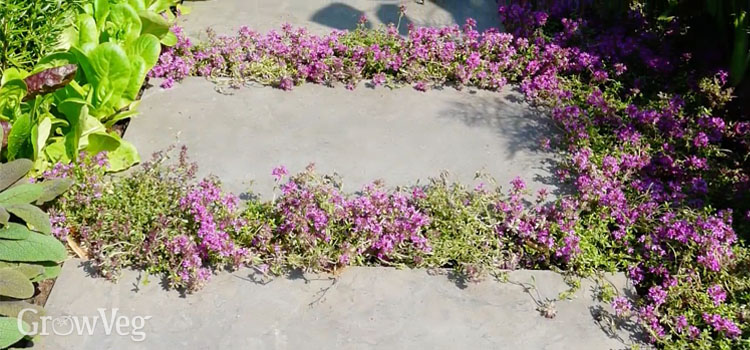 Plant herbs like thyme within paving