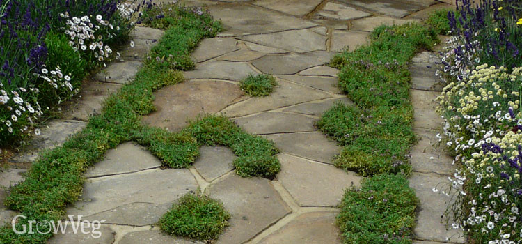 Thyme growing in cracks in crazy paving