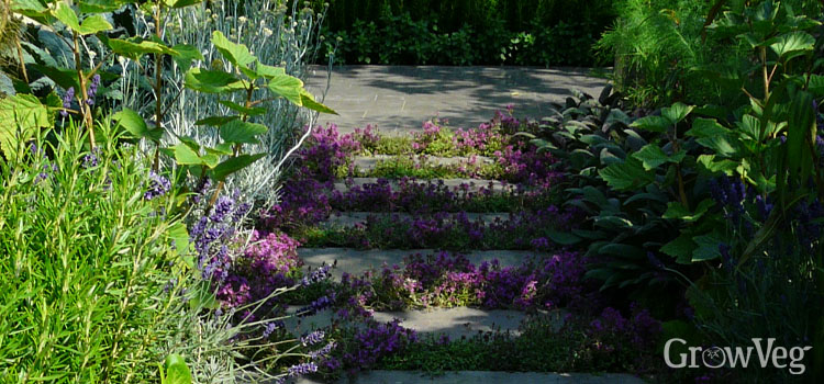 https://gardenplannerwebsites.azureedge.net/blog/thyme-in-paving-2x.jpg