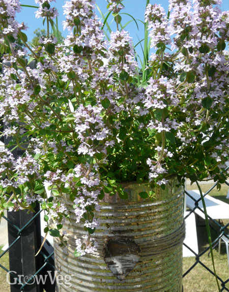 Thyme growing in a repurposed tin can container