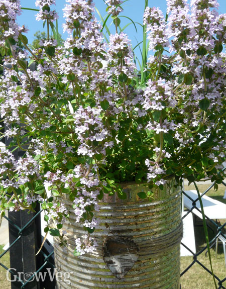 Thyme growing in a tin can