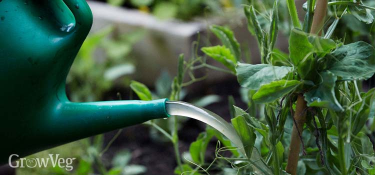 Watering can