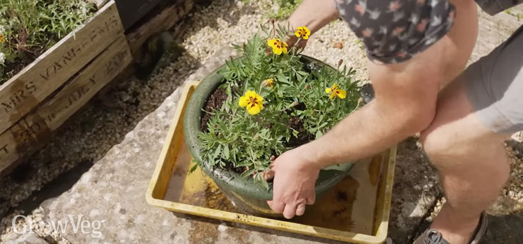 Watering a container from below