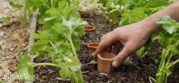 Watering spikes