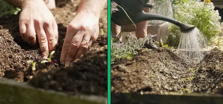 Planting seedlings into trenches