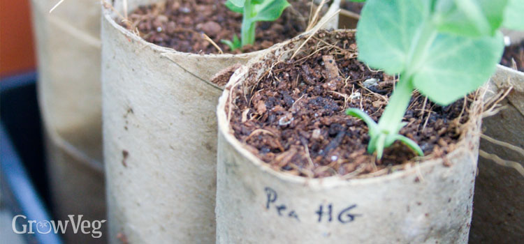 Pea seedlings in recycled toilet roll tubes