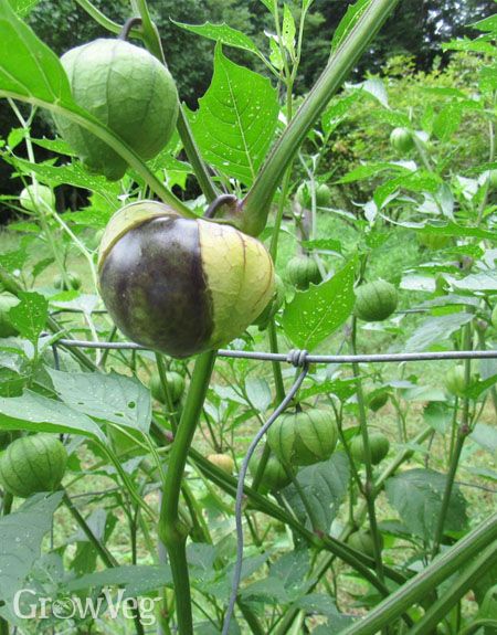 Supporting tomatillo plants