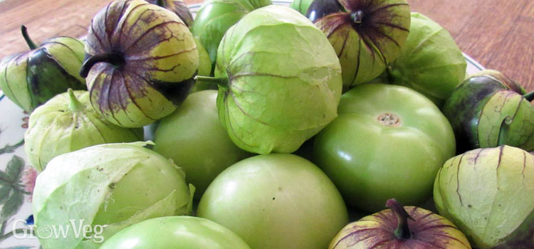 4 Tantalizingly Tasty Tomatillo Recipes