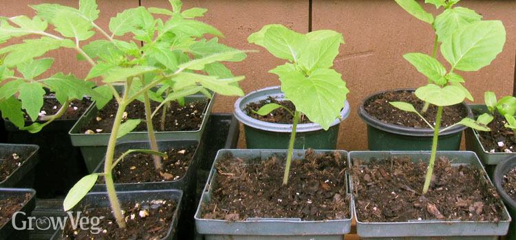 Tomatillo and tomato seedlings