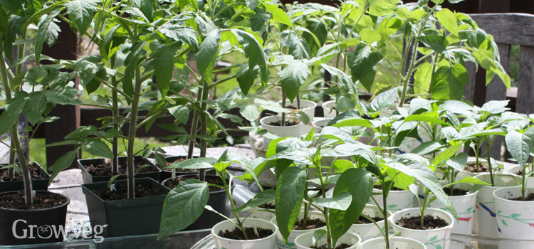 Capsicum and tomato seedlings