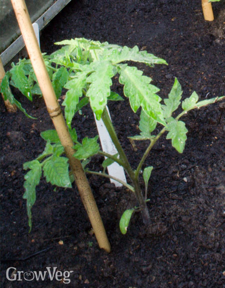 Tomato plant growing up a cane