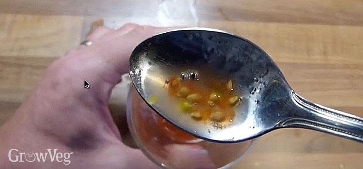 Removing the gel from tomato seeds