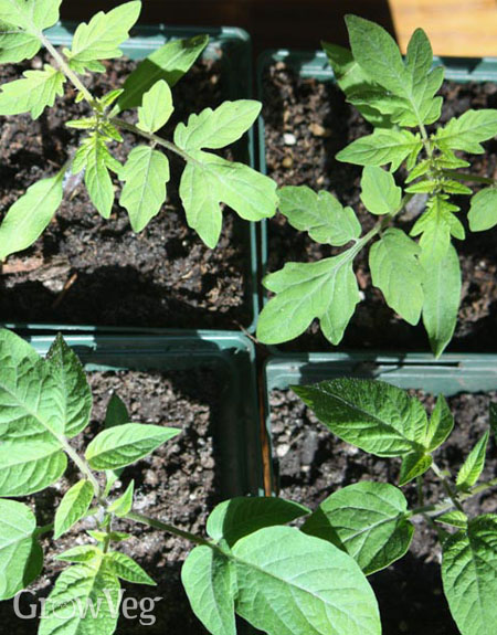 Tomato leaf types