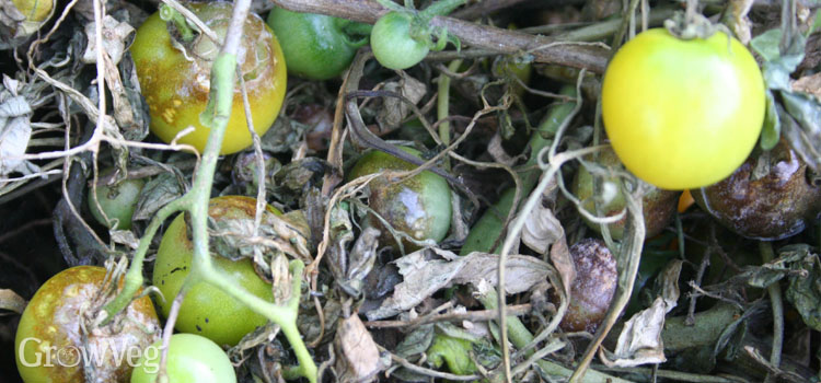 Late blight on a tomato plant