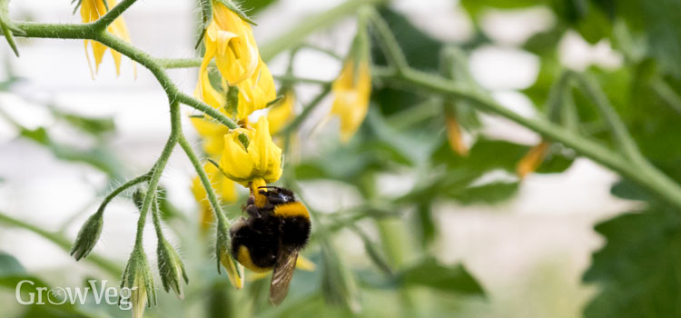 Bumblebee on tomato flower