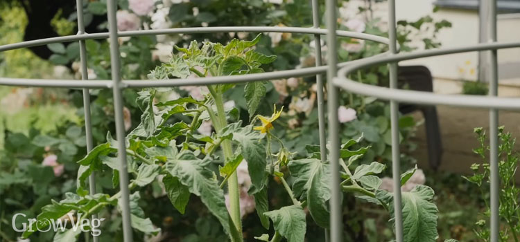 Tomato cages