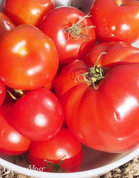 Harvesting tomatoes