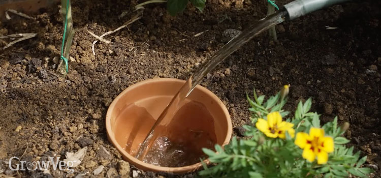 Watering into a homemade olla