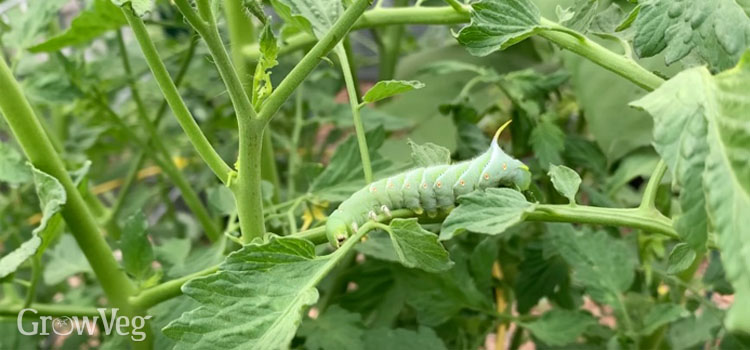 Tomato hornworm