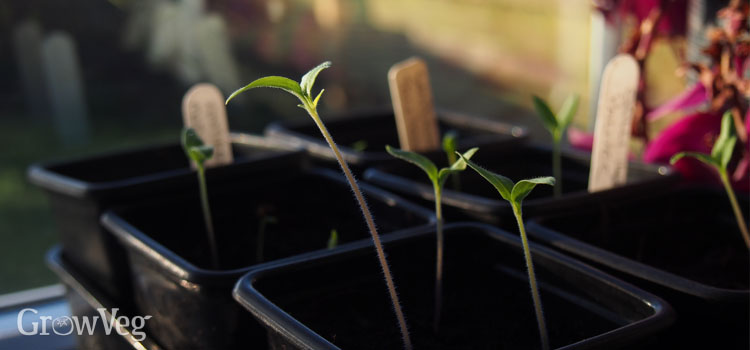 Leggy tomatoes