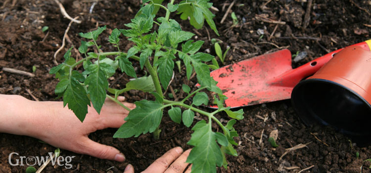 Planting a tomato plant