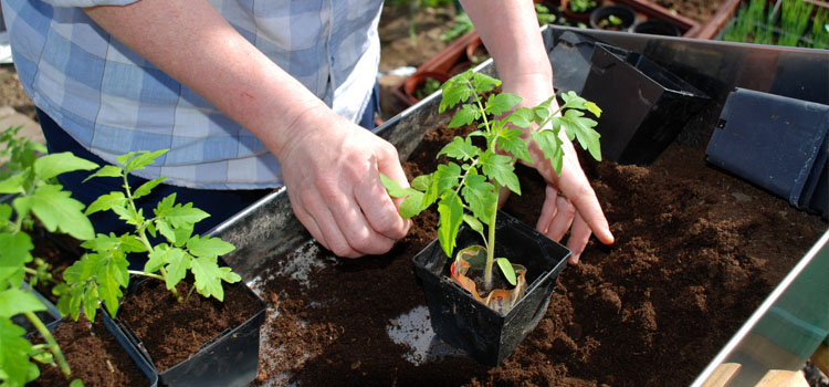 Potting on tomato