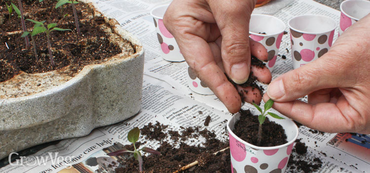 Pricking out tomatoes