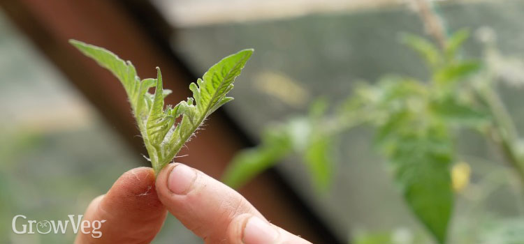 Pinched-out tip of a tomato plant