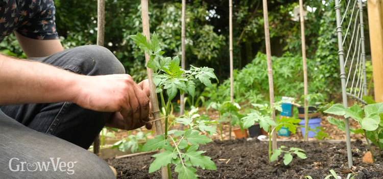 Tying in a determinate tomato plant