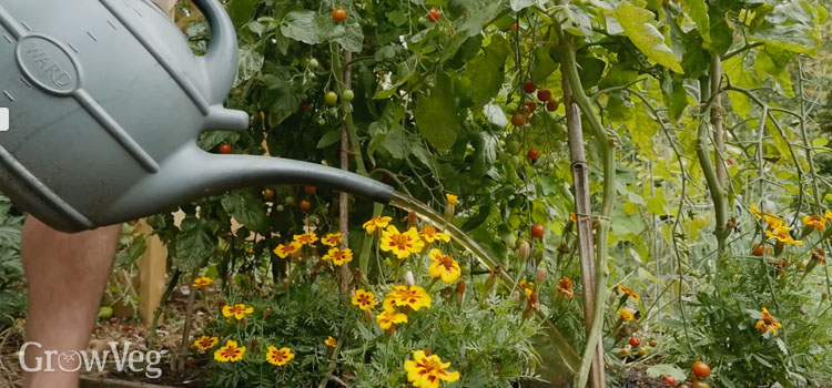 Watering tomatoes