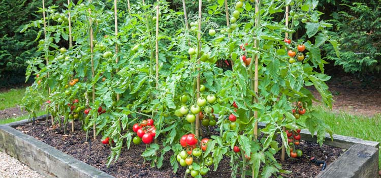 Indeterminate tomatoes
