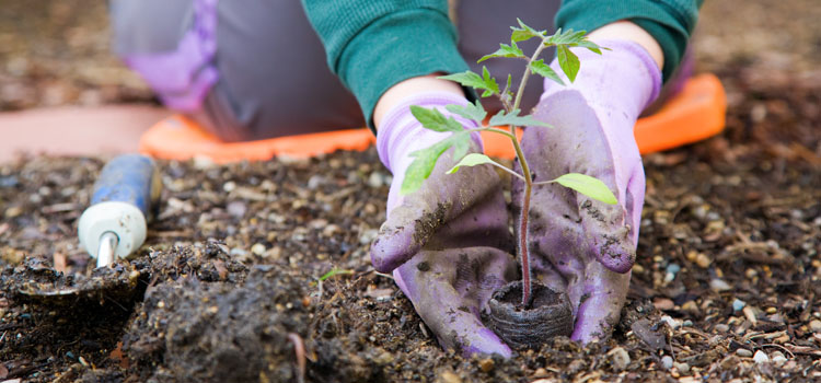 Planting a tomato seedling