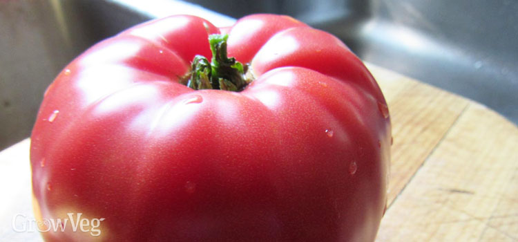 “Tomato