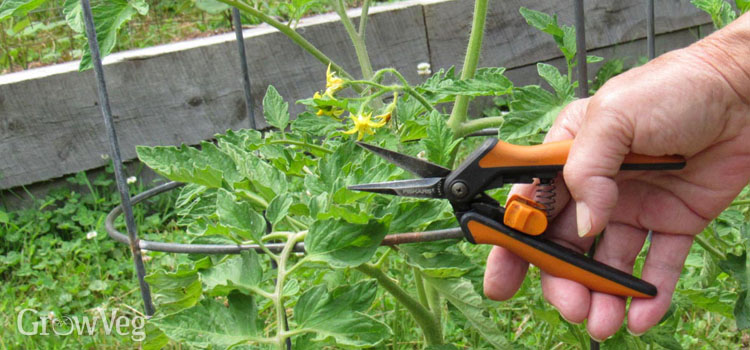 Pruning tomatoes